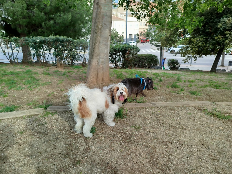 Cani Care Bcn PERROS: ADIESTRAMIENTO