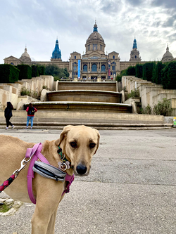 Galería de imágenes