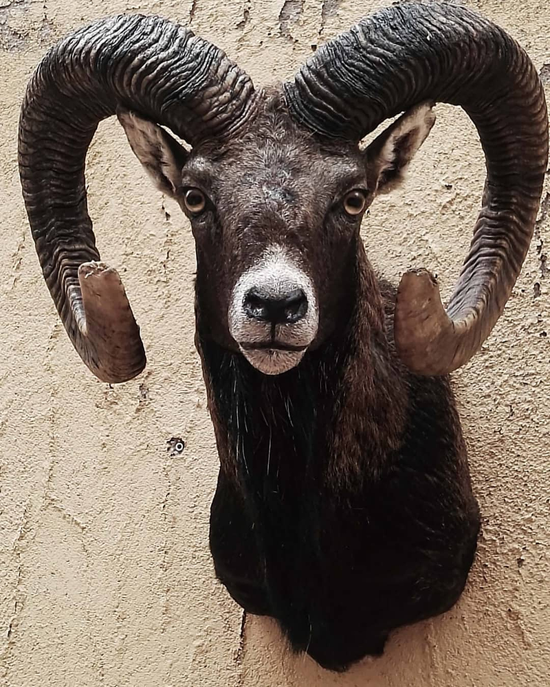 Taxidermia Espa&ntilde;a 11