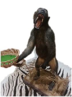 Galería de imágenes