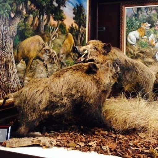 Taxidermia Espa&ntilde;a 12
