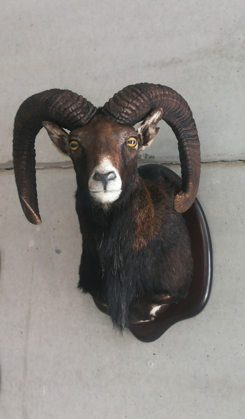 Taxidermia Espa&ntilde;a 4