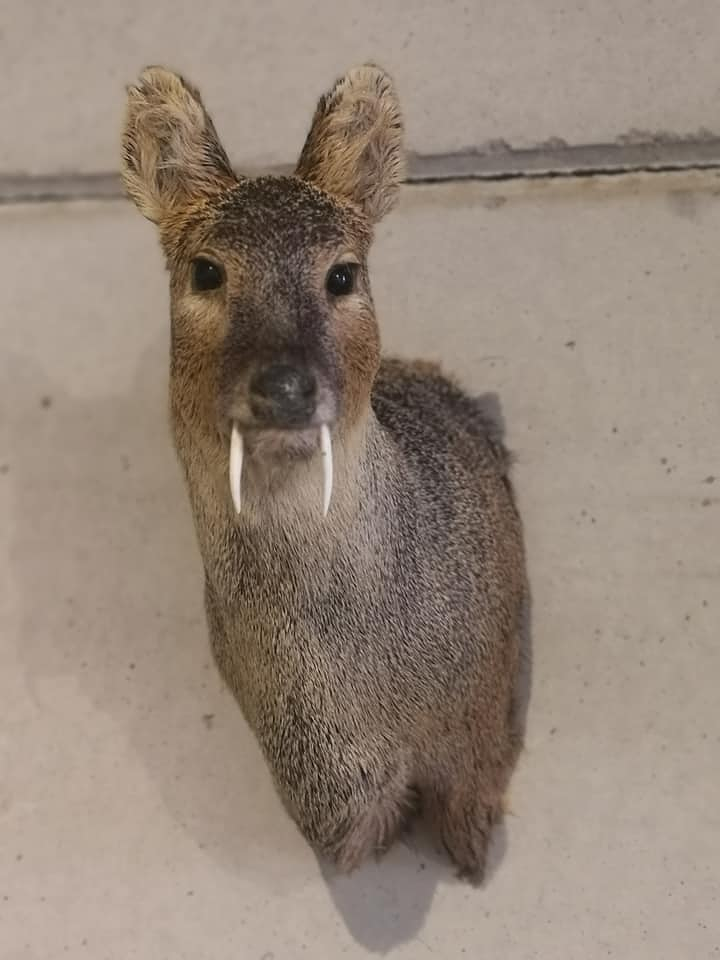 Taxidermia Espa&ntilde;a TAXIDERMIA