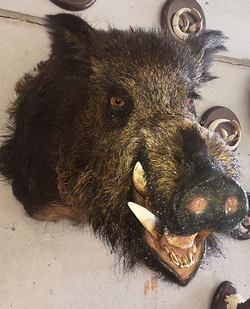 Galería de imágenes