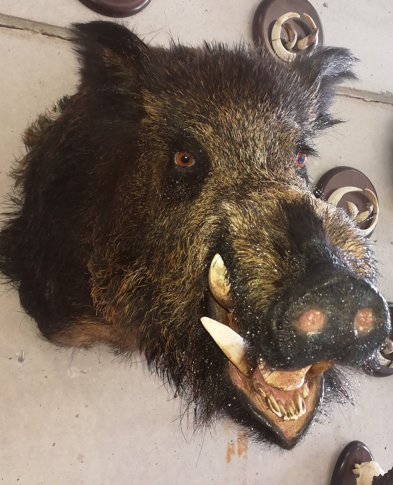 Taxidermia Espa&ntilde;a 2