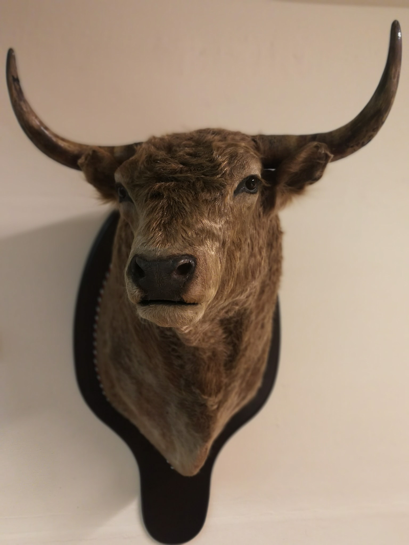 Taxidermia Espa&ntilde;a 5