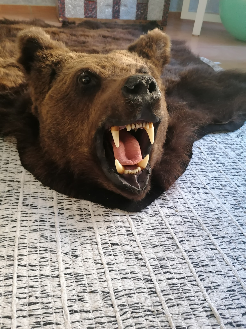 Taxidermia Espa&ntilde;a 13