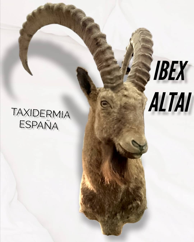 Taxidermia Espa&ntilde;a 7