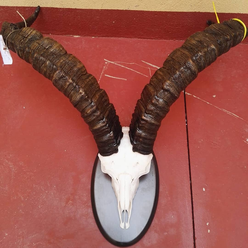 Taxidermia Espa&ntilde;a 8