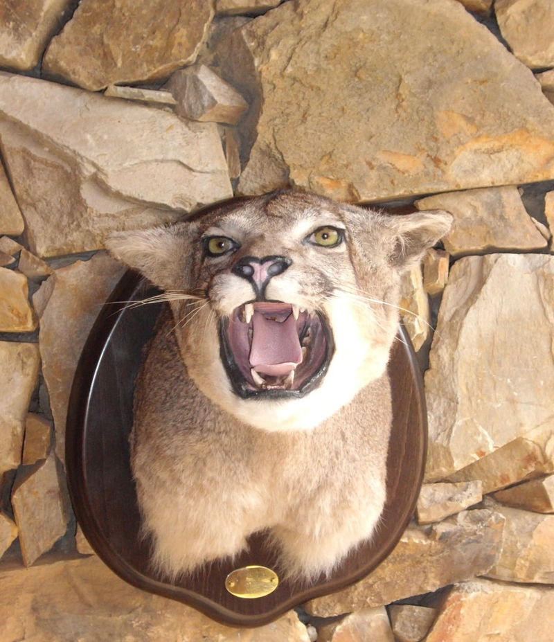 Taxidermia Espa&ntilde;a 10