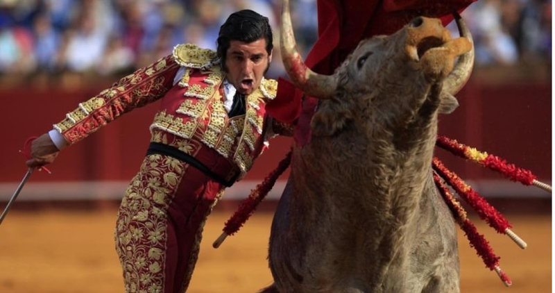 Taxidermia Espa&ntilde;a Madridejos