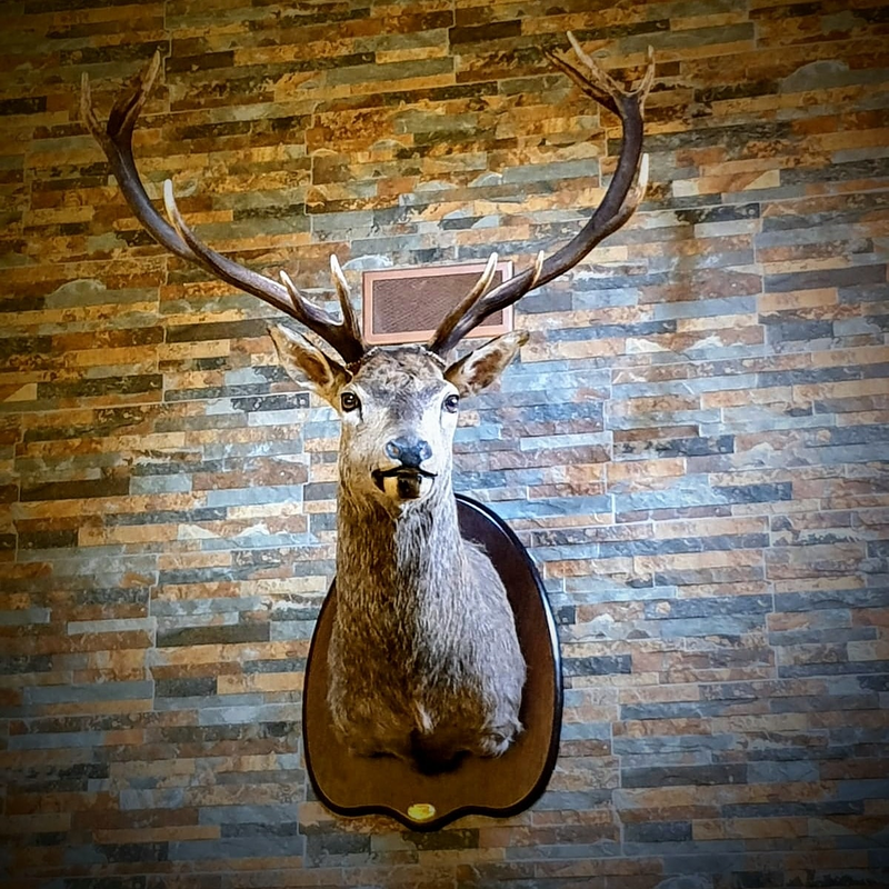 Taxidermia Espa&ntilde;a 3