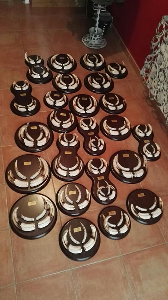 Taxidermia Espa&ntilde;a 6