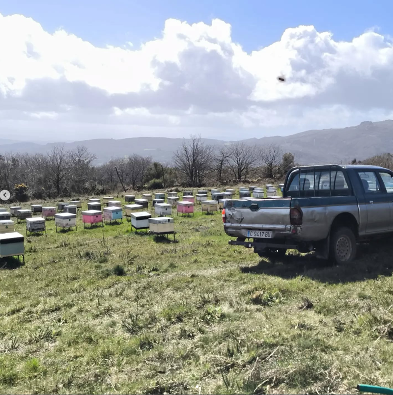 As Abellas Do Chanuco MIEL Y PRODUCTOS APICOLAS: PRODUCTORES