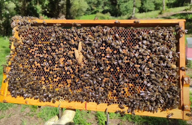 As Abellas Do Chanuco 6