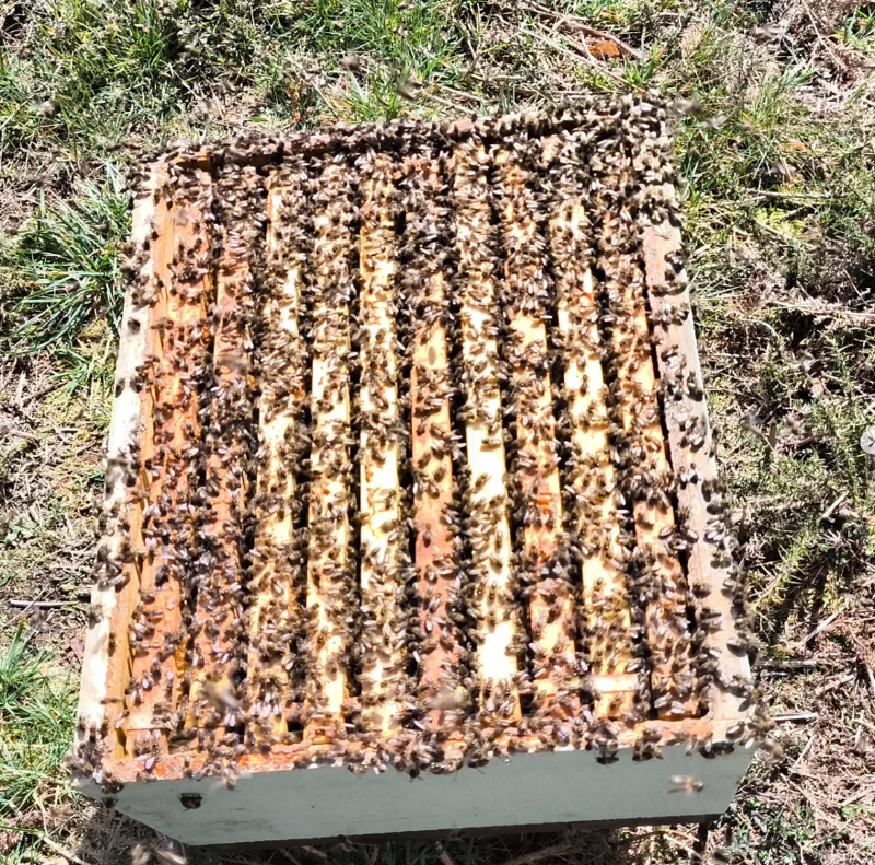 As Abellas Do Chanuco 8