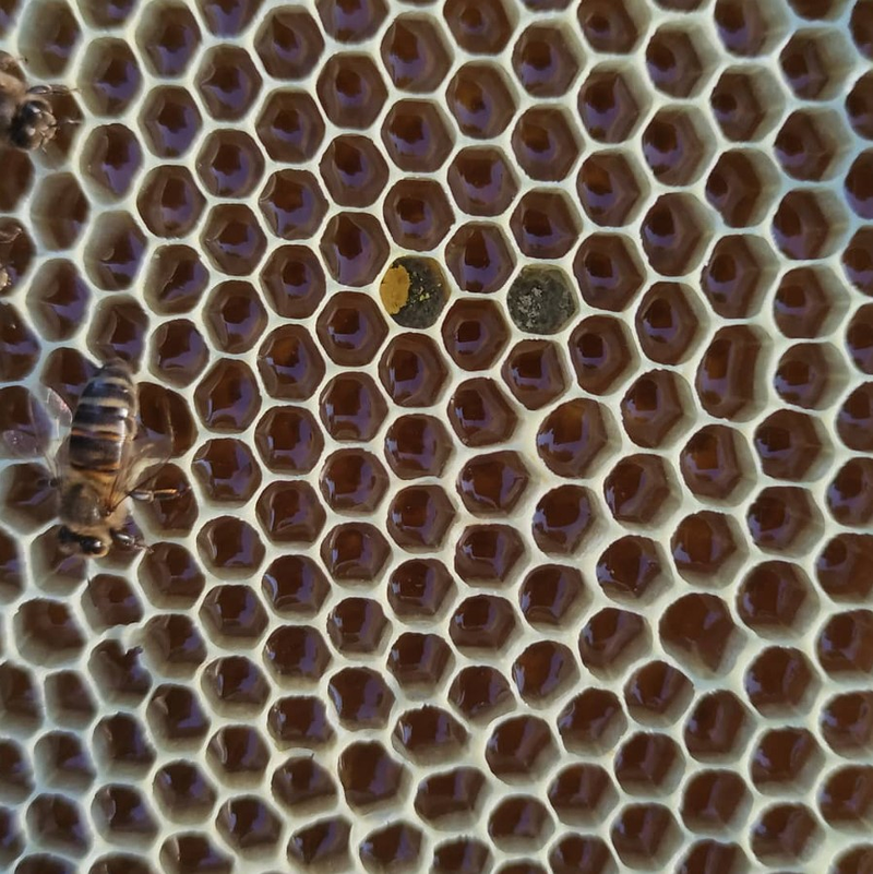 As Abellas Do Chanuco A Peroxa