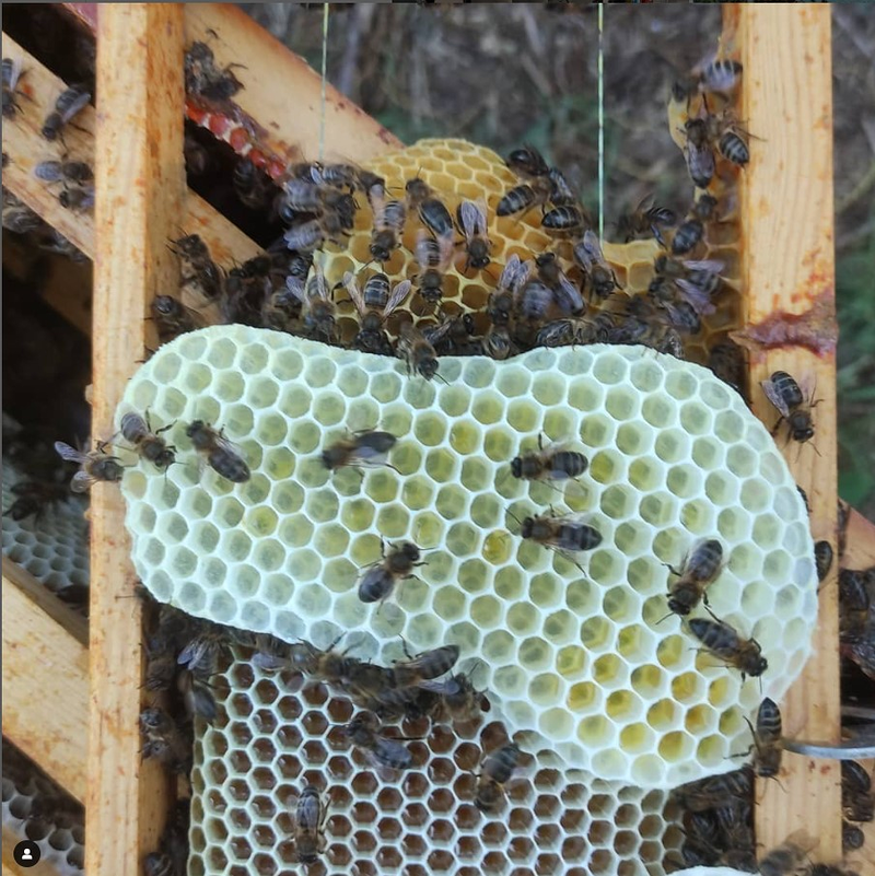 As Abellas Do Chanuco 3