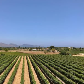 Can Xanet BODEGAS: PRODUCCION DE VINOS Y LICORES