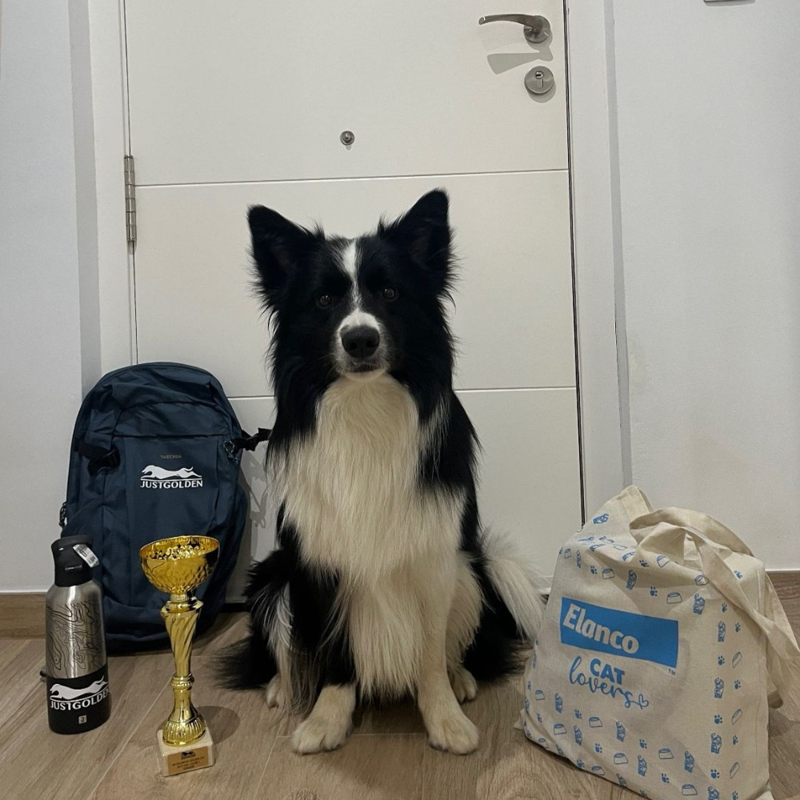 Border Collie Los Almendrillos 10