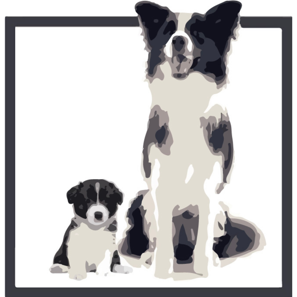 Border Collie Los Almendrillos