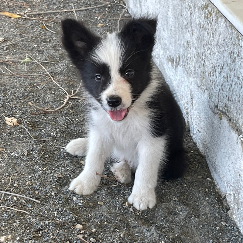 Border Collie Los Almendrillos 15
