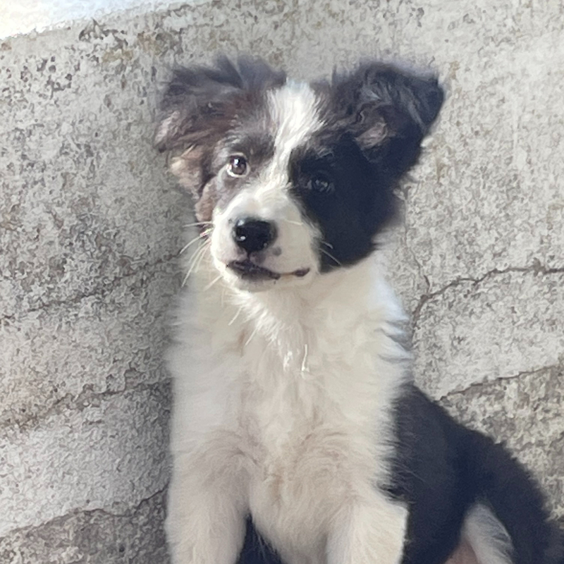 Border Collie Los Almendrillos 16