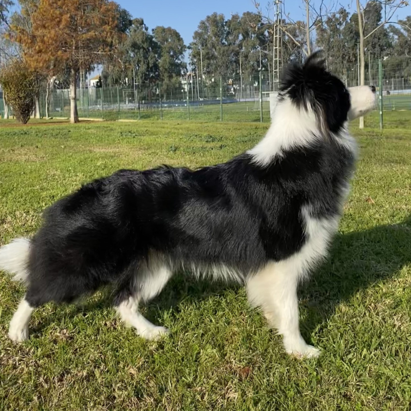 Border Collie Los Almendrillos 5