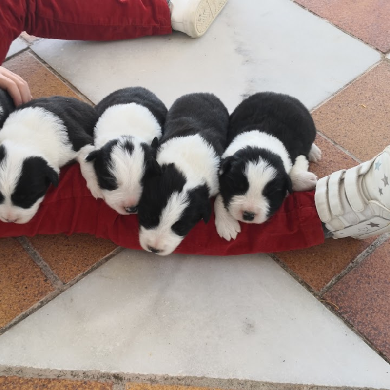 Border Collie Los Almendrillos 3