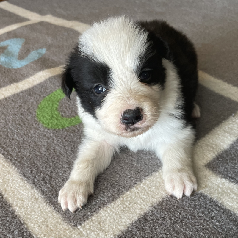 Border Collie Los Almendrillos 14
