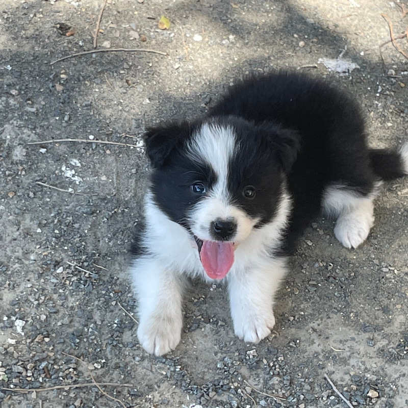 Border Collie Los Almendrillos 17