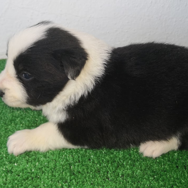 Border Collie Los Almendrillos 6