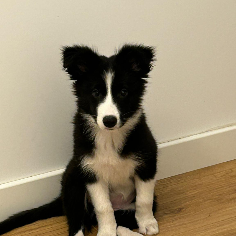 Border Collie Los Almendrillos 18
