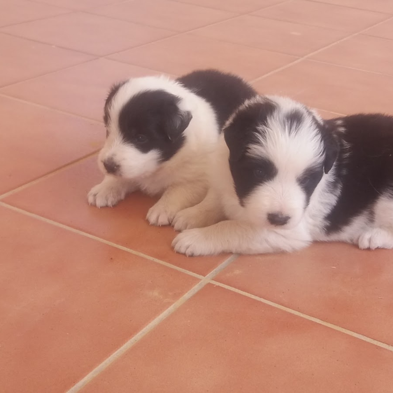 Border Collie Los Almendrillos 8