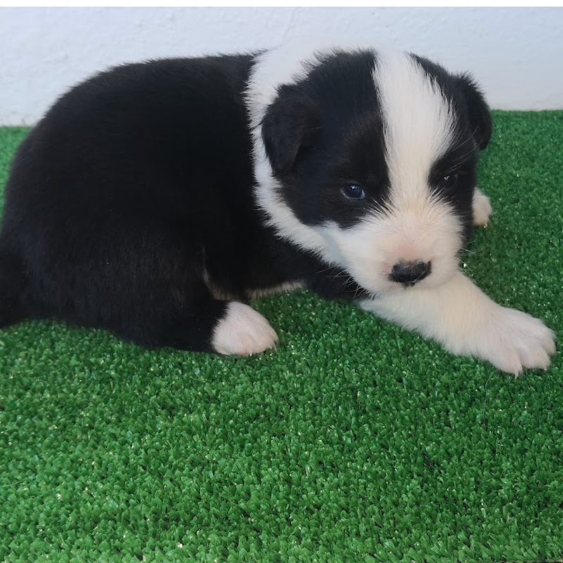 Border Collie Los Almendrillos 7