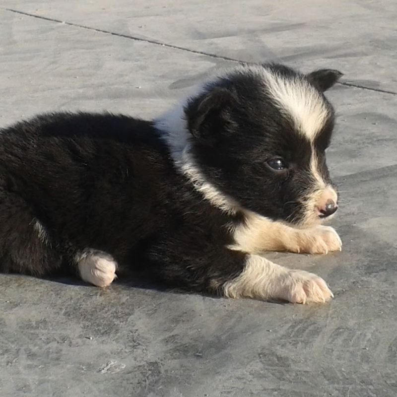 Border Collie Los Almendrillos Las Cabezas de San Juan