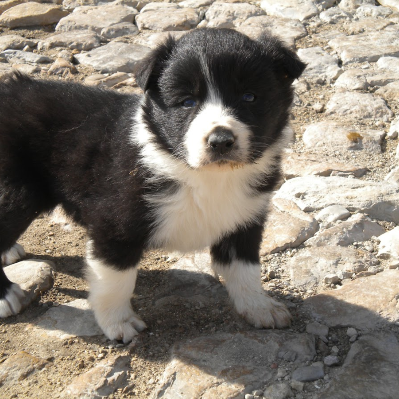 Border Collie Los Almendrillos 2