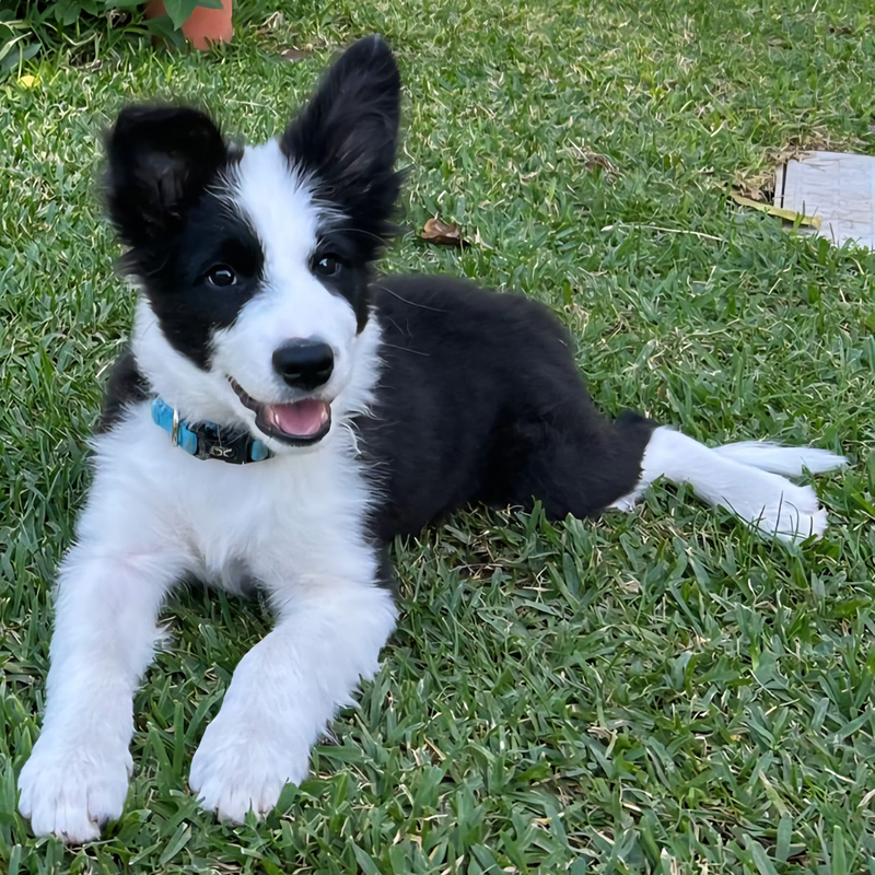 Border Collie Los Almendrillos 19
