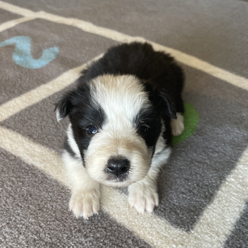 Border Collie Los Almendrillos 11