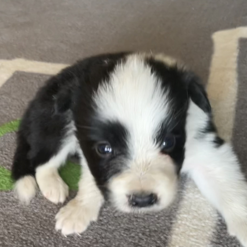 Border Collie Los Almendrillos 13