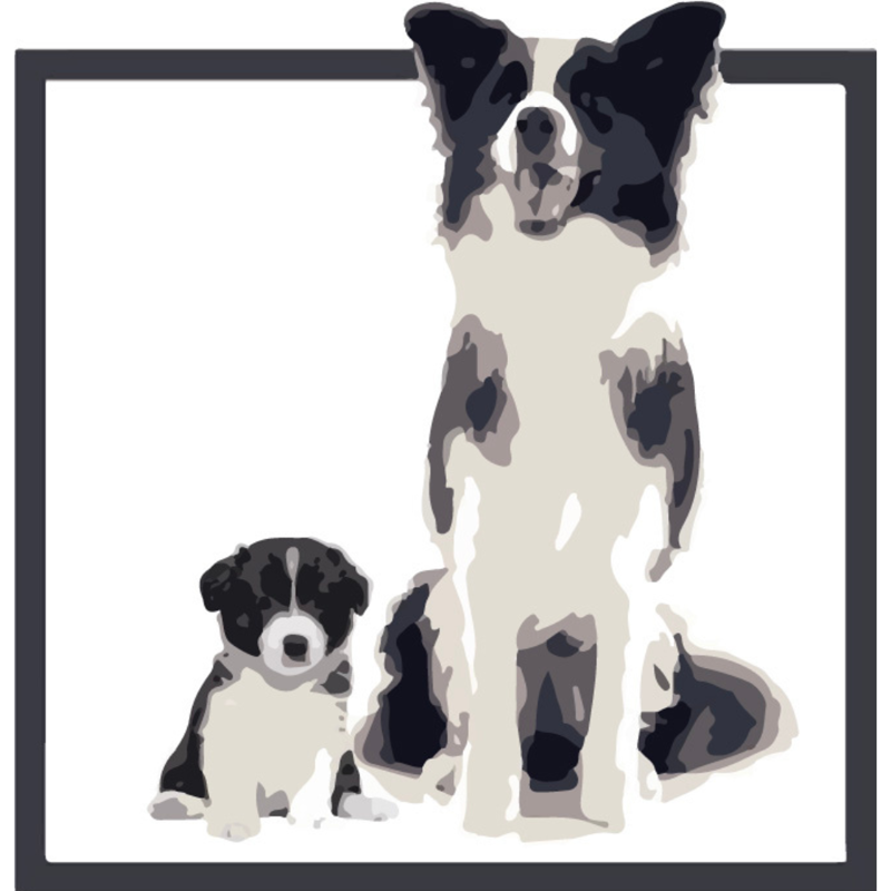 Border Collie Los Almendrillos CRIADEROS CANINOS