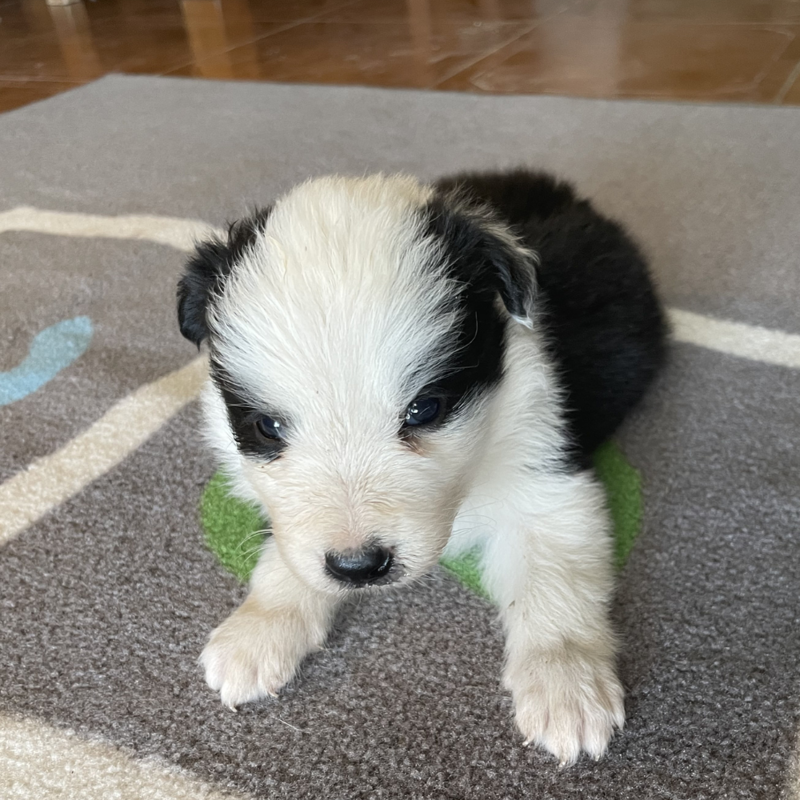 Border Collie Los Almendrillos 12
