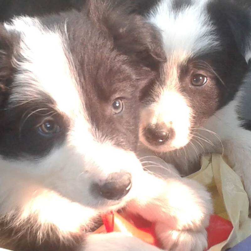 Border Collie Los Almendrillos 4
