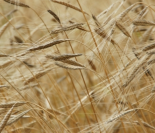 PAN ARTESAN DO MANUEL. 4