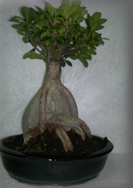 Florister&iacute;a El Vivero 3