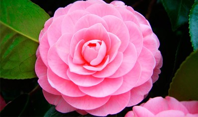 Floristería Isabel FLORISTERÍAS Floristería Isabel FLORISTERÍAS