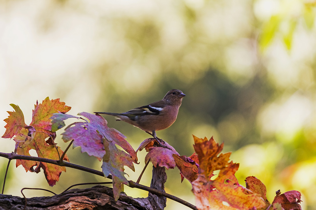 Daniel Acevedo Fotografo 4