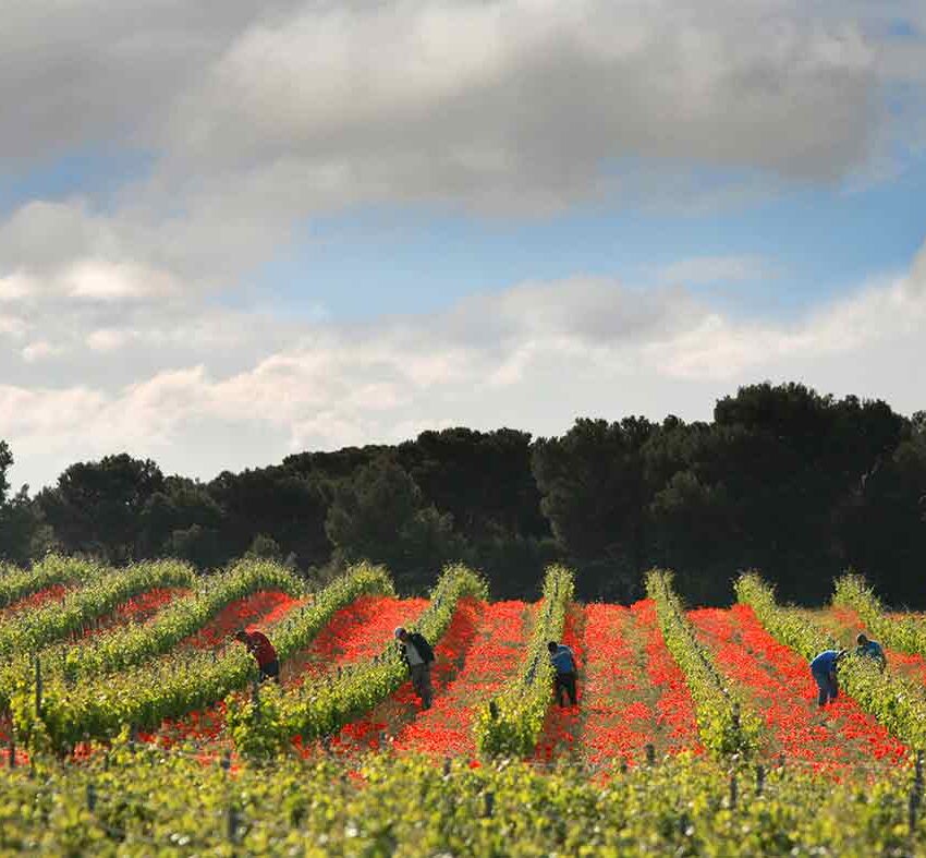 Galería de imágenes