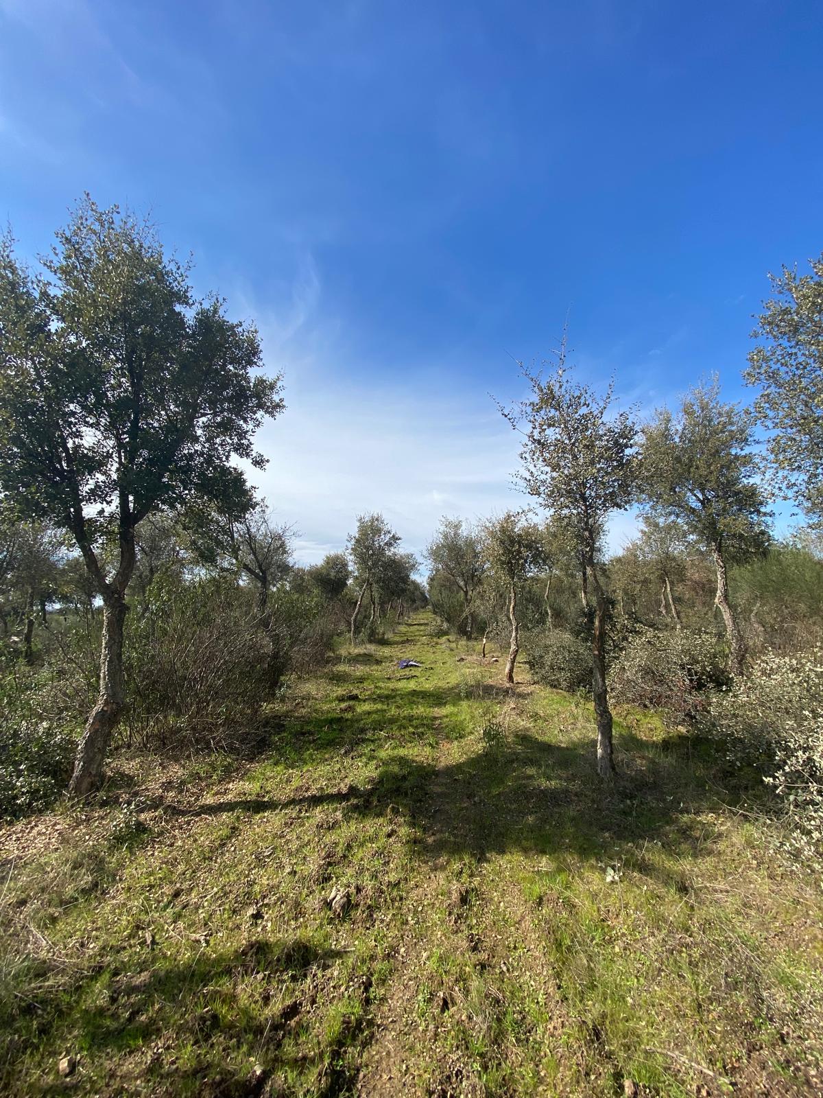 Servicios Forestales Victor Torrado 6