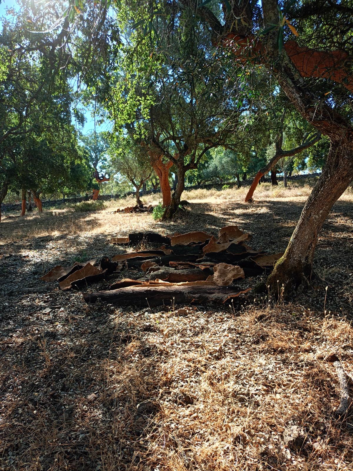 Servicios Forestales Victor Torrado 8